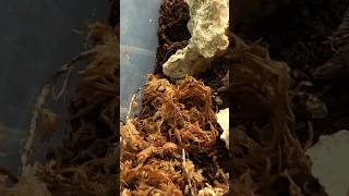 Powder Orange Isopod🧡 isopods terrarium viralshorts [upl. by Naej261]