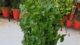 How to Grow and Care Philodendron Scandens  Heartleaf Philodendron Sweet Heart Philodendron [upl. by Nehtanhoj]