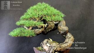 Pinus sylvestris bonsai by Mauro Stemberger [upl. by Ide928]