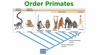 The Origin of Primates [upl. by Onitselec]