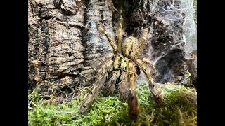 Stromatopelma calceatum  The Feather Leg Baboon pairing [upl. by Olimreh]