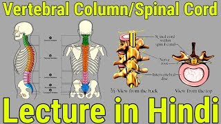 Vertebral Column and Spinal Cord Lecture in Hindi [upl. by Dnalel]