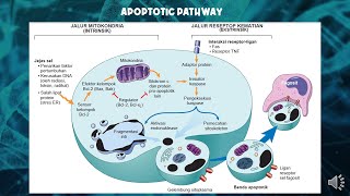 PROSES TERJADINYA APOPTOSIS  PATOLOGI DASAR KEDOKTERAN [upl. by Ansaev981]