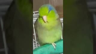 One leg stand 🤣🦜 birds parrotlet [upl. by Sanson150]