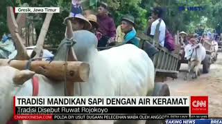 RUWAT ROJOKOYO  GOSARI CULTURE FEST 2023  Liputan CNN Indonesia [upl. by Ticknor]