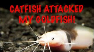 Catfish attacked my goldfish [upl. by Ram882]