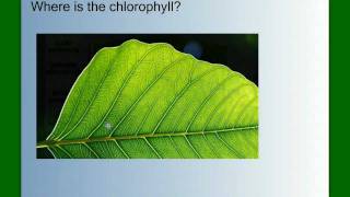 Photosynthesis Part 1 An Overview [upl. by Mcgruter]