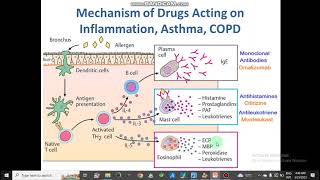 Mechanism of Respiratory Drug Action AntitussiveBranchodilatorsAsthmaCOPDExpectorants pharmacy [upl. by Adnylam122]