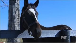 Zenyatta Thoroughbred Racehorse  Kentucky Life  KET [upl. by Lidaa]