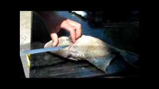 Fillet Triggerfish With Ease [upl. by Hollah]