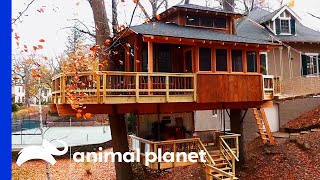 Family Cant Get Enough Of This Glamorous Glamping Getaway  Treehouse Masters [upl. by Gunner830]