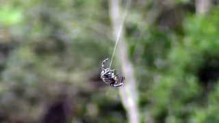 Darwins Bark spider bridging [upl. by Anirbys]