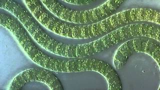 Cyanobacteria under microscope [upl. by Enhpad]