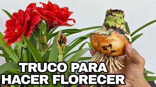 EL MEJOR TRUCO PARA HACER FLORECER AMARILIS o AZUCENAS AMARYLLIS [upl. by Augustus]