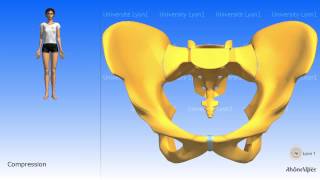 Arthrology of the pelvis the symphysis pubis [upl. by Anrim]