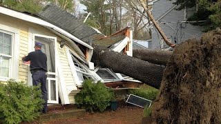 Dangerous Fast Tree Felling With Chainsaw Heavy Big Tree Removal Fails Falling On Houses [upl. by Nylareg539]