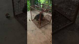 Porcupine porcupines porcupine srilanka ඉත්තෑවා wildlife wildanimals wild [upl. by Dopp]