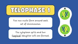 meiosis and its phasesA deep dive  meiosis class 9  meiosis and mitosis [upl. by Aibun]