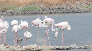 Kroeskoppelikaan in de zoutpannen van Kalloni Lesbos 2018 Lesvos birding 2018 Dalmatian pelican [upl. by Mafala980]