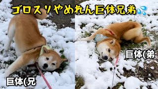 柴犬巨体兄弟が初積雪に興奮し過ぎてこうなりましたw [upl. by Ddahc]