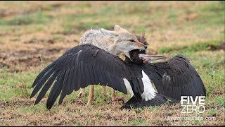 The Ngorongoro Crater Safari [upl. by Rednas]