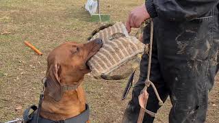 Rhodesian Ridgeback 11 months Utility and Defence training [upl. by Bonnell]