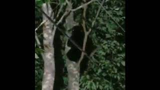 Two Bears In Farsite Bungalow Colony In Monticello [upl. by Eiresed]