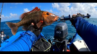 INSANE Red Throat Sweetlip session 30 fish for the session Fishing Swain Reefs Queensland [upl. by Nigen]