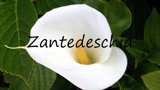 How to Pronounce Zantedeschia [upl. by Anitsirk]