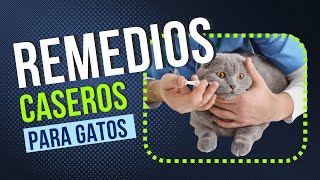 Secretos del Hogar Remedios Caseros Efectivos para tu Gato [upl. by Ennayar]