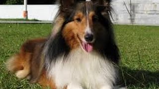 Shetland Sheepdog Sheltie [upl. by Ilak]