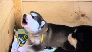 Alaskan Malamute puppy howling 15 day old [upl. by Epuladaugairam]