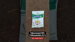 best fungicide  powerful fungicide  bayer nativo fungiside viralvideo shorts [upl. by Macario474]