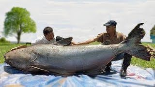 WORLDS BIGGEST CATFISH CATCHES [upl. by Meriel]