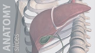 Referred Pain Gallbladder  Anatomy Slices [upl. by Attenwahs]