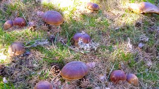 Impresionante Brote De Boletus Edulis Gigantes [upl. by Mundford199]