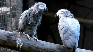 Warszawskie ZOO  Żako  Congo African Grey Parrot  Psittacus erithacus erithacus [upl. by Klecka77]