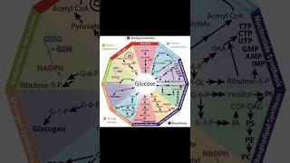 Glucose As Junction Point For All Major Metabolic Pathways biochemistry glucose [upl. by Veljkov]