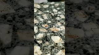 My Daily Rock 3 Porphyritic Andesite Utah geology pebbles rockhounding [upl. by Leffert]