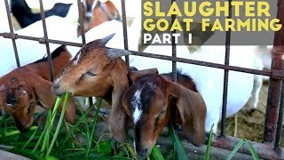 Slaughter Goat Farming Part 1  Slaughter Goat Farming in the Philippines  Agribusiness Philippines [upl. by Pacificia]