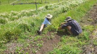 weeding echinacea  Off grid amp living sustainably regenerative farming Australia [upl. by Kcirreg]