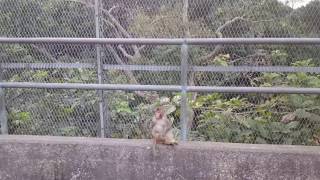 The severely injured small macaque is still alive Hong Kong monkeys [upl. by Cortie]