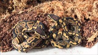 Baby Yellow Belly Ball Pythons [upl. by Gaylene]