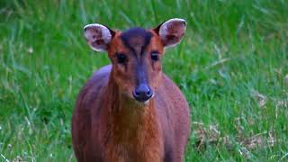 Deer Stalking Muntjac [upl. by Ralyks]