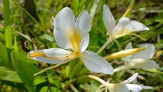 hedychium sp [upl. by Yrffoeg]