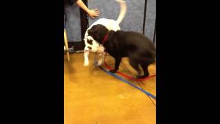 Puppy playtime at Petsmart [upl. by Trebo]