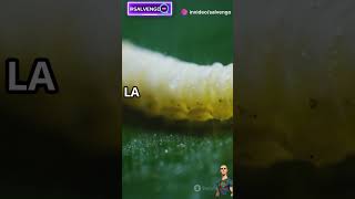 ¡Hablemos de la Abeja facebook instagram whatsappstatus whatsapp funnyvideos funnyvideo [upl. by Trinia]