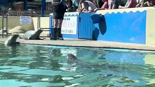 Natureland Seal Sanctuary Skegness 29072024 [upl. by Gilges]