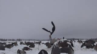 Late Season Traffic Jam in Minnesota [upl. by Kaete]