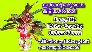 Fast Growing Plants At Home [upl. by Llatsyrk]